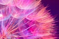 Colorful Pink Pastel Background - vivid abstract dandelion flower Royalty Free Stock Photo