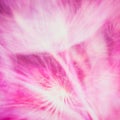 Colorful Pink Pastel Background - vivid abstract dandelion flower Royalty Free Stock Photo