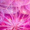 Colorful Pink Pastel Background - vivid abstract dandelion flowe Royalty Free Stock Photo