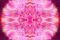 Colorful Pink Pastel Background - vivid abstract dandelion flower