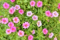 Colorful pink petunia flowers close up background in a garden Royalty Free Stock Photo