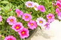 Colorful pink petunia flowers close up background in a garden Royalty Free Stock Photo