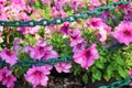 Colorful pink petunia hybrida flowers group blooming and steel chain hanging with water drops in garden Royalty Free Stock Photo