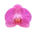 Colorful pink phalaenopsis orchids flowers with line patterns blooming isolated on background with clipping path , natural