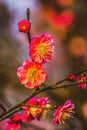 Plum Blossoms Sunset West Lake Hangzhou Zhejiang China