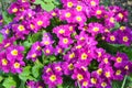 Bunch evening primrose plant primula vulgaris purple first spring flower close up background. Colorful pink primroses flowers,