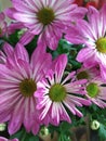 Colorful pink purple chrysanthemum pattern in flowers park. Cluster of pink purple chrysanthemum flowers. Royalty Free Stock Photo