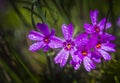 Colorful pink purple spring blossom of creeping phlox or phlox subulata or moss phlox in garden. Dew or rain drops on flowers. Royalty Free Stock Photo