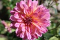 Colorful pink, purple and yellow flower in full bloom