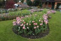 Colorful Pink and Red Flower Bed in Park Pink Tulips Framing Green Center