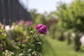 Colorful Pink Red Yellow White Rose and Flowers Royalty Free Stock Photo