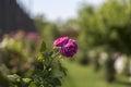 Colorful Pink Red Yellow White Rose and Flowers Royalty Free Stock Photo