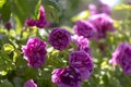 Colorful Pink Red Yellow White Rose and Flowers