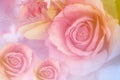 Colorful pink roses in soft color and blur style for background, beautiful artificial flowers Royalty Free Stock Photo