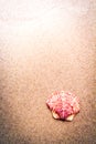 Colorful Pink Shell in Sand at the Beach Royalty Free Stock Photo