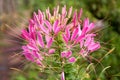 The Colorful Pink Spider flowers in garden. Royalty Free Stock Photo