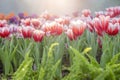 The Colorful pink tulip blooming in field plantation Royalty Free Stock Photo