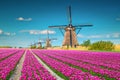 Colorful pink tulip fields and traditional old windmills, Kinderdijk, Netherlands