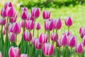 Colorful pink tulips in the spring garden, floral landscape