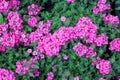 Colorful pink verbena flowers bush with green leaves patterns top view in garden background Royalty Free Stock Photo