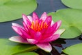 Colorful pink water lilly (Yuh Ling) Royalty Free Stock Photo