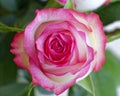 Colorful pink white rose close up Royalty Free Stock Photo