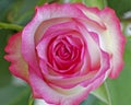 Colorful pink white rose closeup Royalty Free Stock Photo