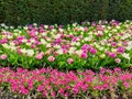 Colorful pink and white tulips flower bed,  spring garden Royalty Free Stock Photo