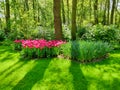 Colorful pink and white tulips flower bed,  spring park garden Royalty Free Stock Photo