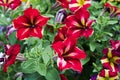 Colorful pink, white and yellow petunia flowers. Royalty Free Stock Photo