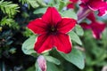 Colorful pink, white and yellow petunia flowers. Royalty Free Stock Photo