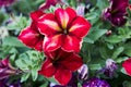 Colorful pink, white and yellow petunia flowers. Royalty Free Stock Photo