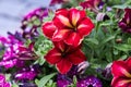 Colorful pink, white and yellow petunia flowers. Royalty Free Stock Photo