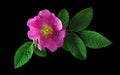 Colorful pink wild rose flower in water drops isolated on black Royalty Free Stock Photo