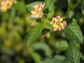 Colorful pink yellow color flower Lantana camara, Verbenaceae semi pointed shrub pointed leaf edge sawtooth blooming in garden Royalty Free Stock Photo