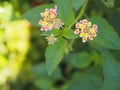 Colorful pink yellow color flower Lantana camara, Verbenaceae semi pointed shrub pointed leaf edge sawtooth blooming in garden Royalty Free Stock Photo