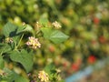 Colorful pink yellow color flower Lantana camara, Verbenaceae semi pointed shrub pointed leaf edge sawtooth blooming in garden Royalty Free Stock Photo