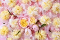 Colorful pink and yellow flowers background