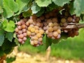 Colorful Pinot Gris grapes,  A bee eats a berry below. Royalty Free Stock Photo