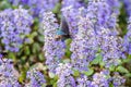 Colorful pipevine swallowtail butterfly alighting on bugle flowers Royalty Free Stock Photo