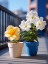 Colorful pitunia flowers in a ceramic flowerpot standing on balcony Royalty Free Stock Photo