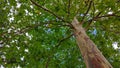 Colorful plane tree with long branches against the blue sky Royalty Free Stock Photo