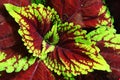 Colorful plant leaves