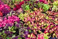 colorful plant wall beautiful plant in pot, coleus many kinds red green purple and pink leaves of the coleus plant, Plectranthus Royalty Free Stock Photo