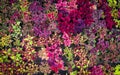 colorful plant wall beautiful plant in pot, coleus many kinds red green purple and pink leaves of the coleus plant, Plectranthus Royalty Free Stock Photo