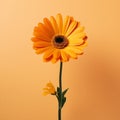 Colorful plant yellow isolated nature daisy flower Royalty Free Stock Photo