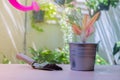 Colorful plant in zinc pot