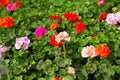 Blooming geranium flowers in greenhouse