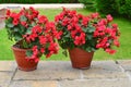 Colorful planters on the patio