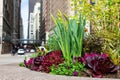 Colorful Plants and Flowers on the Sidewalk on Michigan Avenue in Chicago Royalty Free Stock Photo